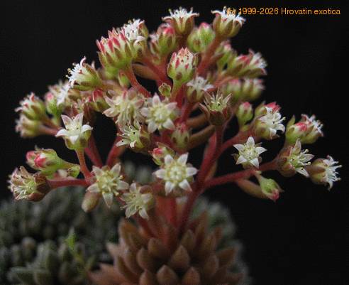 Sinocrassula yunnanensis 2