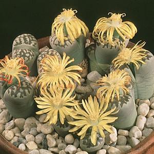Skupina litopsov - Lithops dorotheae