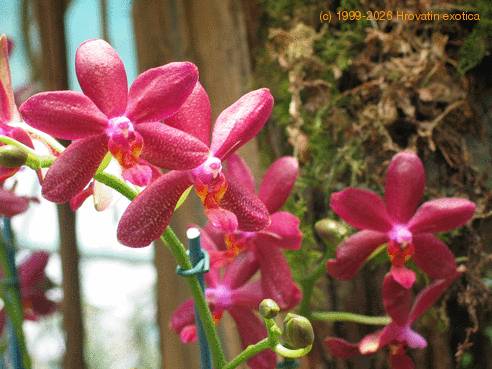 Sophrolaeliocattleya cherokee