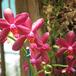 Sophrolaeliocattleya cherokee