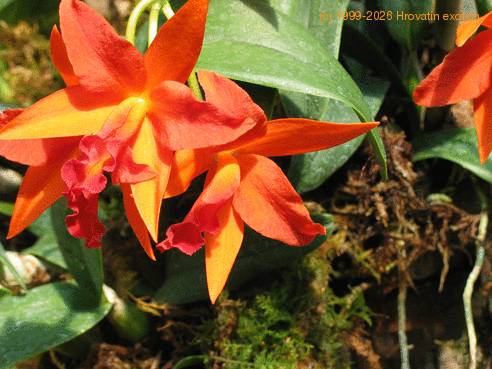Sophrolaeliocattleya flower