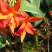 Sophrolaeliocattleya flower