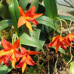 Sophrolaeliocattleya hybrid