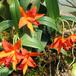 Sophrolaeliocattleya