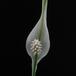 Spathiphyllum hybrid 1