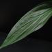 Spathiphyllum hybrid SIl