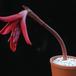 Sprekelia formosissima SIb