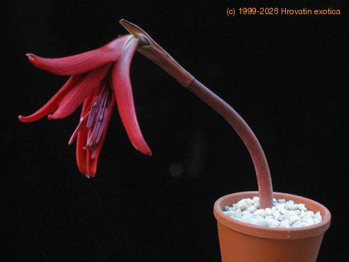 Sprekelia formosissima SIb