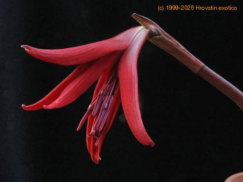 Sprekelia formosissima SIf