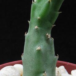 Stapelia flavopurpurea