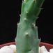Stapelia flavopurpurea body