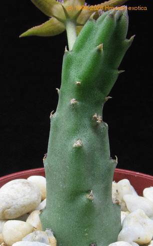 Stapelia flavopurpurea body