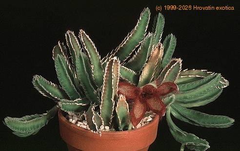 Stapelia gettliffei 1418