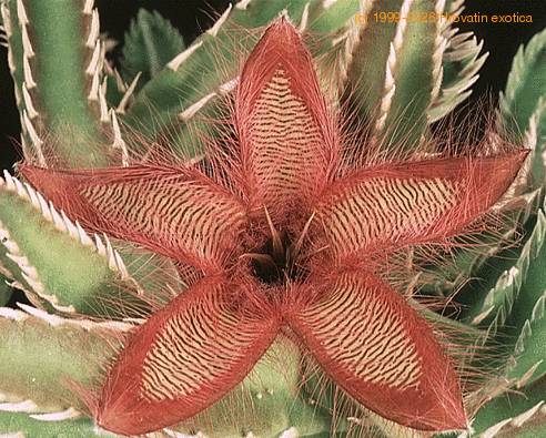 Stapelia gettliffei 1419