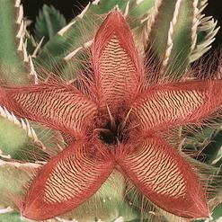 Stapelia gettliffei