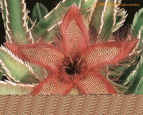 Stapelia gettliffei SIs
