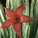 Stapelia grandiflora 1232