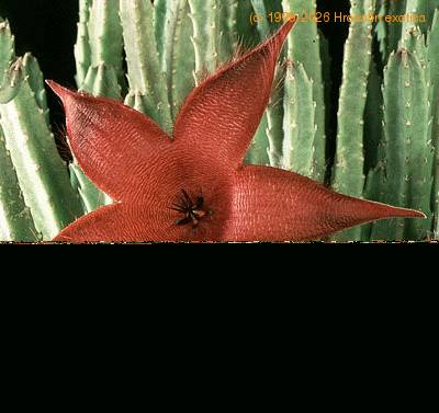 Stapelia grandiflora flower 1232