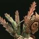 Stapelia variegata 1271