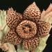 Stapelia variegata 1272
