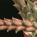 Stapelia variegata 1273