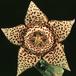 Stapelia variegata 1365
