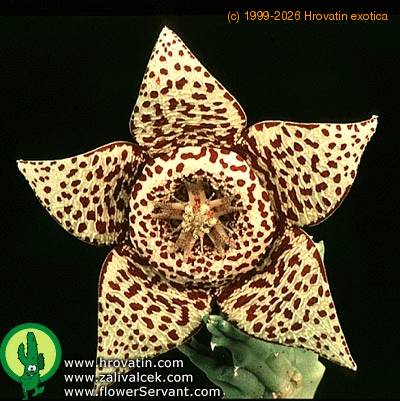 Stapelia variegata var rogosa flower 1365