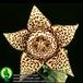 Stapelia variegata var rogosa flower 1365