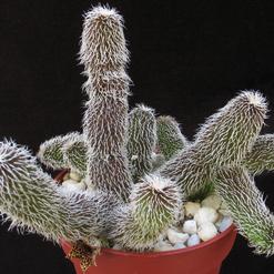 Stapelianthus pilosus