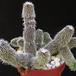 Stapelianthus pilosus