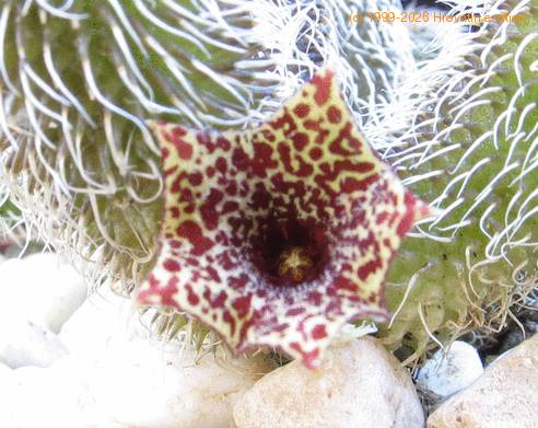 Stapelianthus pilosus flower
