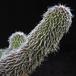 Stapelianthus pilosus leaf