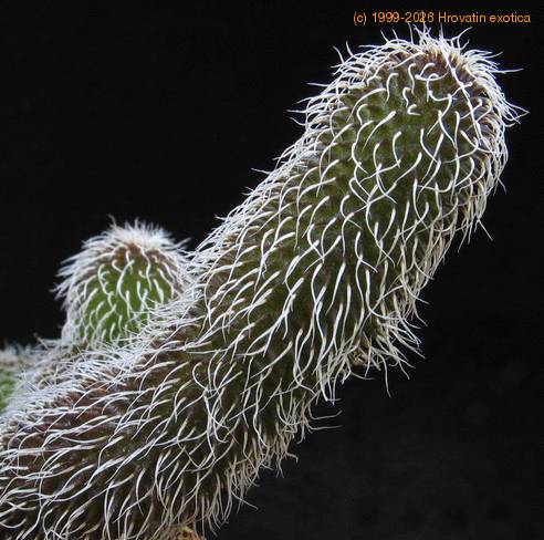 Stapelianthus pilosus leaf
