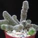 Stapelianthus pilosus1