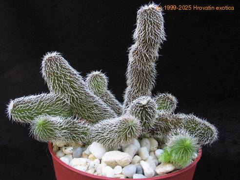 Stapelianthus pilosus1