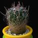 Stenocactus dicroacanthus MOP