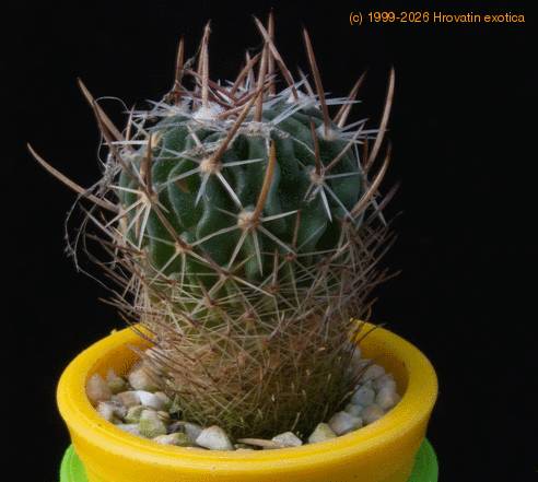 Stenocactus dicroacanthus MOP