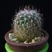 Stenocactus multicostatus MOP