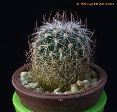 Stenocactus multicostatus MOP