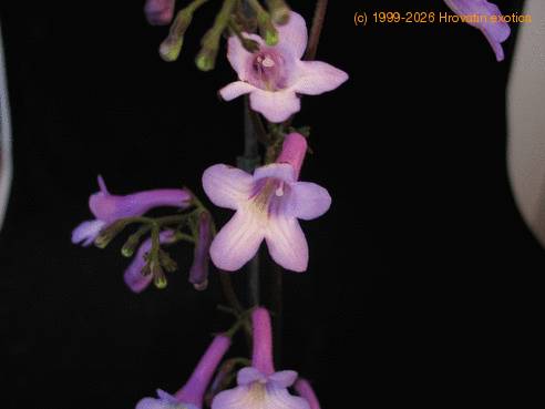 Streptocarpus flower