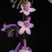 Streptocarpus flower