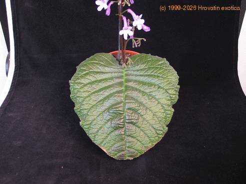 Streptocarpus leaf