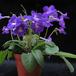 Streptocarpus sp. 1