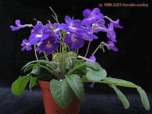 Streptocarpus sp. 1
