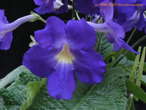 Streptocarpus sp. 4