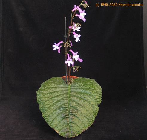 Streptocarpus sp SIb 01
