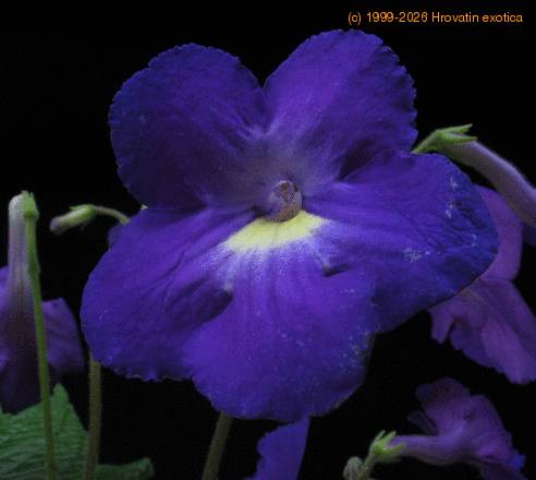 Streptocarpus sp SIf