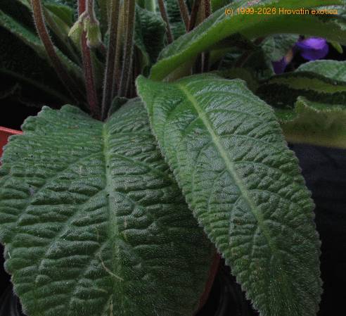 Streptocarpus sp SIl