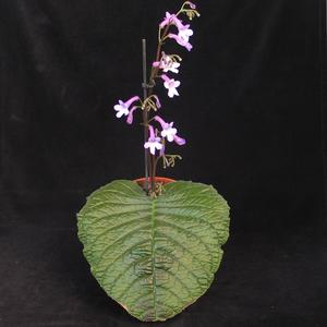 Streptocarpus wendlandii