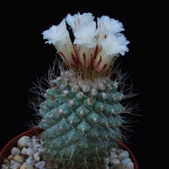 Strombocactus disciformis